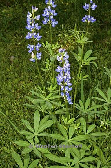 lupinus polyphyllus var burkei 1 graphic